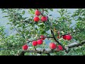 apple orchards at the foot of mt. iwaki aomori prefecture spectacular views of japan