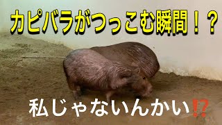 カピバラがツッコミをする瞬間！？　The capybara’s couple comedy