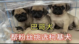 二牛，今天帮粉丝挑选柯基犬，在带粉丝看下狗狗多便宜