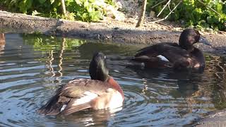 Duck courtship - Endangered Baer's Pochard