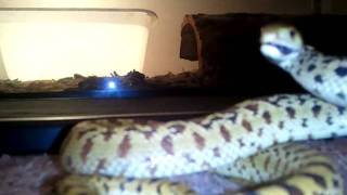 Angry bullsnake