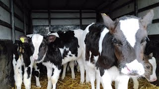 Чечня Базар КРС в Курчалой 19.12.2020г Cattle market sheep, goats cows, steers, Chechnya