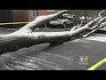 Trees Fall Onto Homes, Cars Across New Jersey