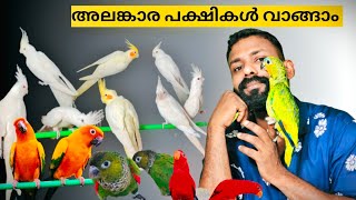 Amazon parrot baby|Sunconur breeding pr|Hoffman conur|Jenday conur|Back caped conur|Albino cockatail