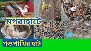 মগরাহাটে পাখিদের হাট । magrahat e paki der hat ।