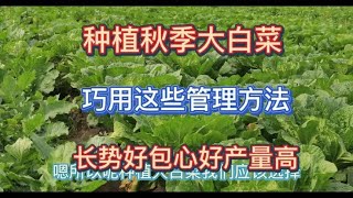 农村小菜园种秋季大白菜，巧用这些管理方法，长势好包心好产量高