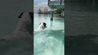 Dog Swims With Her Shark BFF Every Day | The Dodo