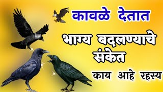 कावळे देतात भाग्य बदलण्याचे संकेत! काय आहे रहस्य! कावळ्या कडून मिळणारे शुभ अशुभ संकेत ! pitru paksha