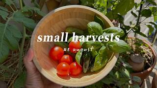 #8 August: First Tomato Harvest, Sun-Fermented Cucumbers & a Quick Solo Trip