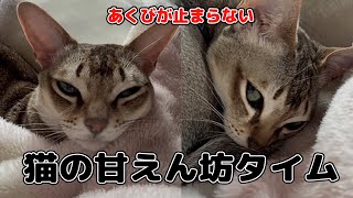 【シンガプーラ】猫の甘えん坊タイム！癒しのひととき！