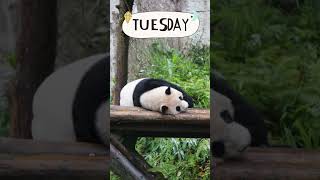 圓仔的週計畫 Yuanzai's weekly planning #panda #貓熊 #zoo #memes #weekly