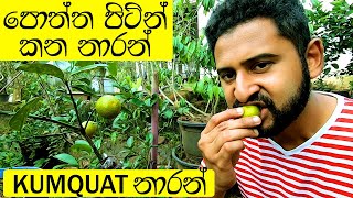 Palathuru wagawa පොත්ත පිටින් කන්න පුළුවන් නාරන් - Kumquat නාරන්