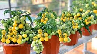 Growing high-yield Tomatoes is not difficult, it's easy, and there are many fruits