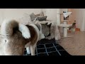 akita dog🐶 ragdoll cat😺 living together episode 7_mica machi