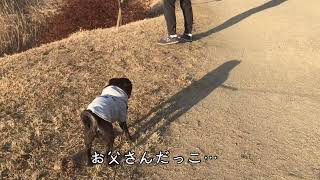 抱っこしてほしくて歩かないパグ【Pugパグ犬チョコ】