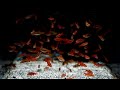 A Fish Store That Has All The COOL Fish! Agnoquatics Fish Store Tour