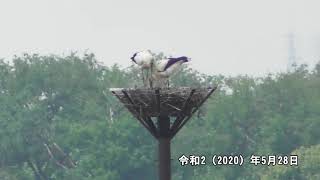 渡良瀬遊水地コウノトリ定住記録（2020年5月28日撮影）栃木県小山市