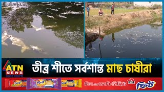 তীব্র শীতে সর্বশান্ত মাছ চাষীরা | Kushtia | Winter | Fish Dead | Fish Farmers | ATN News