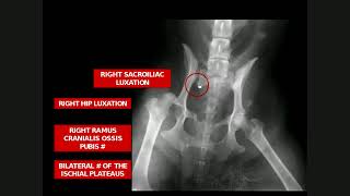Lecture 9 Pelvic limb