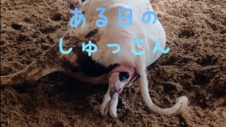 【もうすぐ産む牛発見‼️】#動物 　#癒し 　#分娩　#出産　#赤ちゃん　#牛　#ホルスタイン　#かわいい　#頑張れ　#いつの間にか