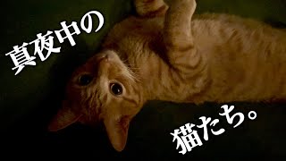 寝る前のニャイトルーティン。【保護子猫すずめと先住猫コハク8号】