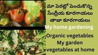 Organic vegetables My garden vegetables at home మా పెరట్లో పెంచుకొన్న సేంద్రీయ కూరగాయలు తాజాకూరగాయలు