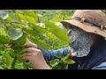 fruit thinning in persimmon farm