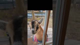 Peacock showing off for a baby goat… Yes you read that right #babygoats #peacock #babyanimals