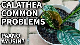 CALATHEA COMMON PROBLEMS | CALATHEA PLANT CARE TIPS | Prayer Plant