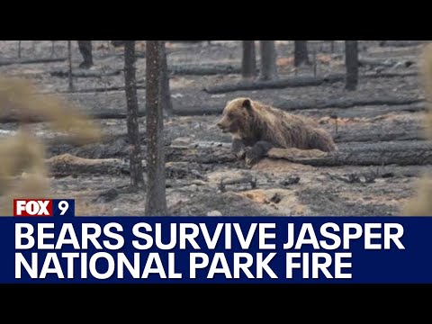 Osos y animales que sobrevivieron al incendio forestal de Jasper: imágenes