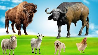 AMAZING ANIMAL SOUND Bison, Buffalo, Sheep, Goat, Dog, Chicken