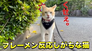 臭すぎて散歩どころじゃない猫｜A cat that smells too bad to walk