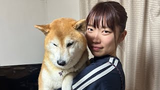 柴犬福 姉に絡まれてる時の柴犬-総集編🤣Sister and Shiba🐶👩🤣