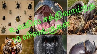 MOST POWERFUL ANIMALS IN THE WORLD.     உலகில் சக்திவாய்ந்த 10 விலங்குகள்