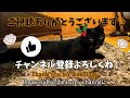 【黒猫vlog130】クリスマスツリーの飾り付けを手伝う猫cat helping decoration of christmas tree クリスマスツリー デコレーション