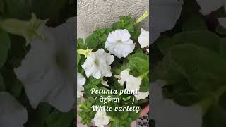 petunia plant (पेटुनिया 🌱) white variety #shorts #short #viral #trending #plants #garden