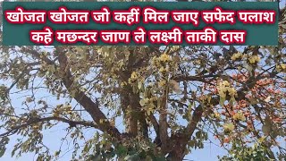 Safed palash सफेद पलाश के दुर्लभ तांत्रिक प्रयोग || safed palash ka ped | vikas mangal | 7014415950