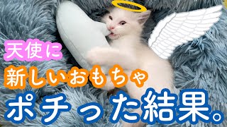 ラグドールの子猫が画期的なおもちゃに大興奮！！！！【生後二ヶ月】