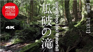 福井　瓜破の滝  4K  Uriwari-no-Taki Waterfall