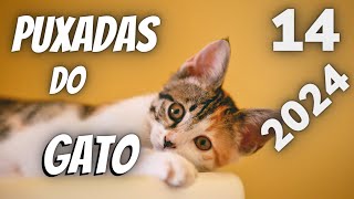 PUXADAS DO GATO -- DICAS DO CAPITÃO