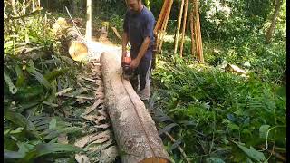 STIHL MS250 membalah kayu doyan