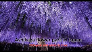 Ashikaga flower park in Japan | Beautiful Wisteria Garden