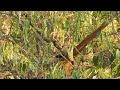 speckled mousebird feeding on legume tree kigali serena hotel rwanda