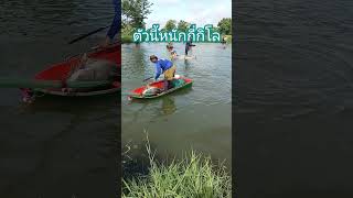 เอาขึ้นเรือยังไง #หาอยู่หากิน #fishingnet #หากินคือเก่า #เซียนแห #หาปลา #หว่านแหจับปลา #ทอดแห