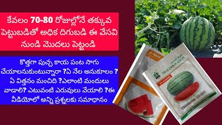 Watermelon farming|పుచ్చ కాయ సాగు విధానం | వేసవిలో పుచ్చ సాగు | watermelon farming in summer