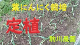 葉にんにく　早期栽培定植　目指せ100品目　邑南町　駒川農園　21.9.3