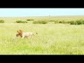 olobor and oloshipa fighting black rock males lions fight