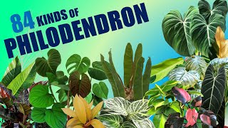 84 SPECIES OF PHILODENDRON  | HERB STORIES