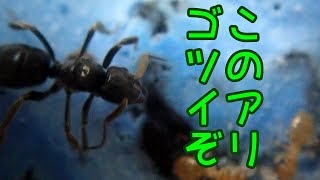 【ありの飼育記#168】寄生種のゴツイ蟻を捕まえました【テラニシクサアリ】　Queen ant parasitizing other ants