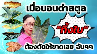 Ep50 : เมื่อบอนดำสตูล”ทิ้งใบ” ต้องตัดให้ขาดเลยฉับๆๆ